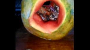 El violador de frutas y verduras, hoy toca: ¡la papaya!