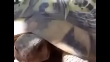 Follando tortugas